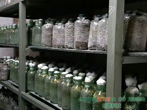 白背木耳椴木傳統栽培 白背木耳椴木傳統栽培